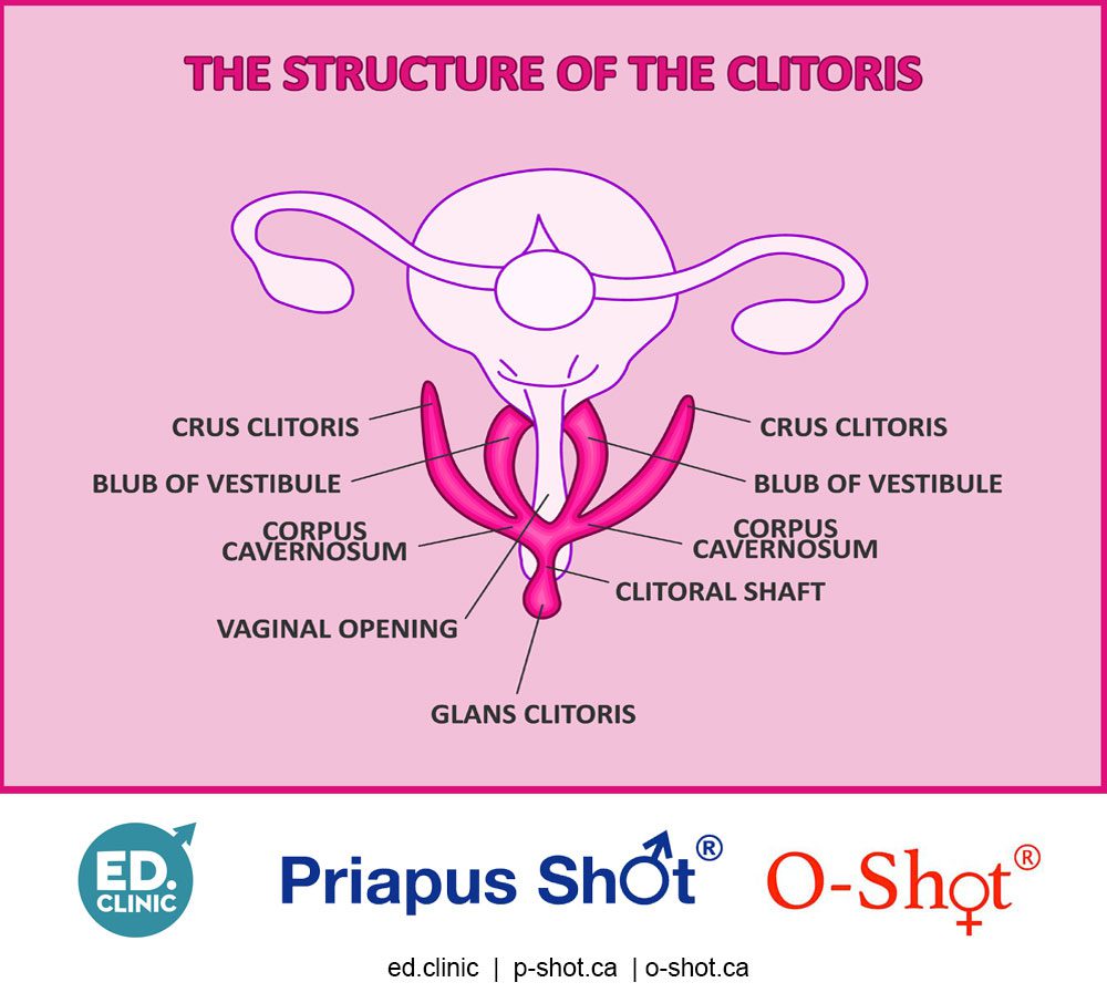 The Structure of the clitoris