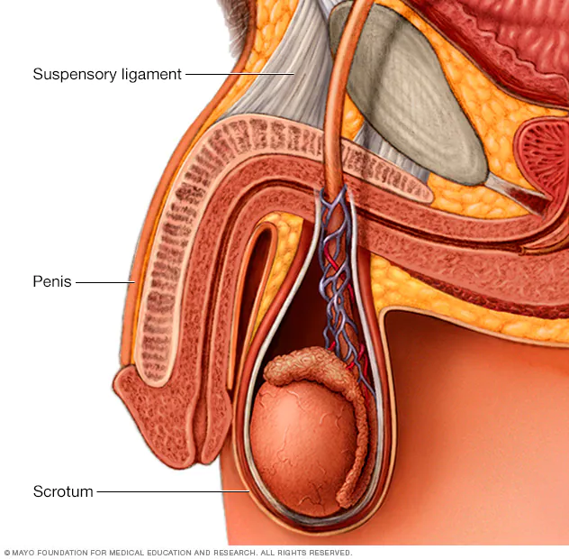 Peyronie s Disease and Penile Enlargement Cutting edge Treatments